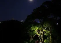 caminhada noturna Mata de Santa Genebra