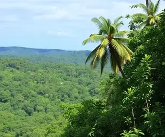 recuperação da fauna brasileira